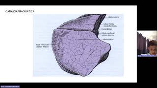 PULMONES ANATOMIA HUMANA [upl. by Ledeen783]