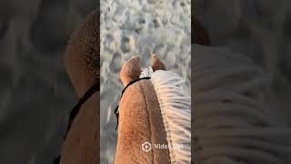 Hobbyhorse Ostsee ReitstallSonnenschein Hobbyhorses horse reiten Strand pony reiten [upl. by Eneladgam127]