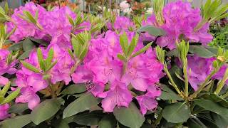 Rhododendron Roseum Elegans  STUNNING large flowers on this reliable NATIVE evergreen [upl. by Grosvenor]