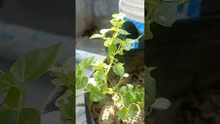 Paperomia গাছের পানি শোষণ প্রক্রিয়া পর্যবেক্ষণ gardenplants gardening agriculture peperomia [upl. by Ailecra411]