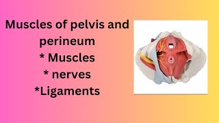 Muscles of pelvis and perineum  Anatomy Models [upl. by Eedebez]