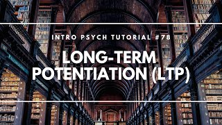 LongTerm Potentiation LTP Intro Psych Tutorial 78 [upl. by Ahsienot676]