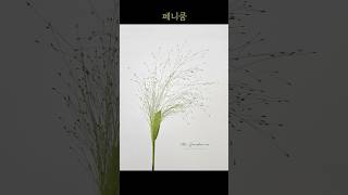 페니쿰  Panicum [upl. by Evaleen]