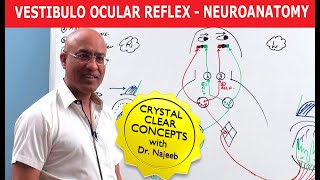 Vestibulo Ocular Reflex  Neuroanatomy [upl. by Nairolf]