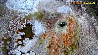 GEYSERS CHILE BOLIVIA El Tatio amp Sol de Manana fumaroles [upl. by Acinorav]