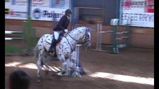 Knabstrupper stallion  Fairbanks Skrødstrup  Jumping Competition 9409 120 cm [upl. by Leopold]