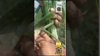 Progressive Farmer Testimonal Onion Crop Criyagen DNP G amp Total 20 Marathi [upl. by Aenahs771]