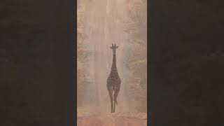 La girafe en pleine marche 🦒 giraffe naturesauvage wildlife animals AnimalShorts shorts wild [upl. by Dylana]