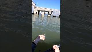 THIS is why you Fish with LIVE SHRIMP fishing [upl. by Ahseuqram683]