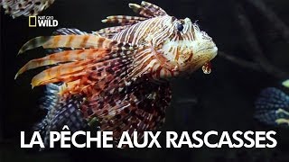 La pêche aux rascasses [upl. by Anuahsat]