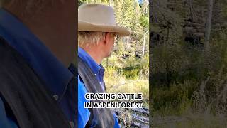 Part 2 The Practice of Grazing Cattle to Regenerate Aspen Forest [upl. by Child]