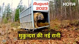 Mukundra Hills में Tigress की Shifting Tiger Reserve Kota [upl. by Allerym395]