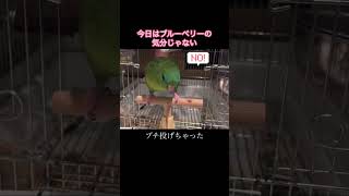 大好きなブルーベリーを投げるサザナミインコ サザナミインコ lineolatedparakeet linnie インコ 癒し [upl. by Moffit]