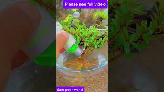 Fantastic Bonsai Plant creation 2  4 Amazing Bonsai Plant making  How to make Bonsai [upl. by Asenej]