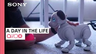 A Day in the Life with aibo  Sony amp iPhonedo [upl. by Ahsirak]