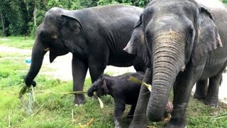 SUARA GAJAH DAN MENGENAL BINATANG GAJAH  ELEPHANT SOUND [upl. by Enavi]