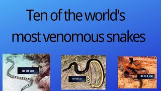 Ten of the worlds most venomous snakes [upl. by Barnard]