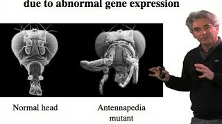 Homeotic Transformation  Michael Levine UC Berkeley [upl. by Nylaf]
