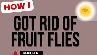 Simple Effective Way to Get Rid of Fruit Flies [upl. by Allemat]