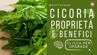 Cicoria proprietà e benefici [upl. by Freemon]