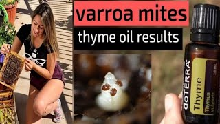 how to use thyme oil for varroa mite treatment • natural varroa mite treatment • step by step [upl. by Ryhpez]