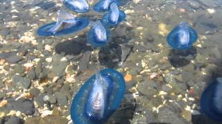 Mass stranding Velella velella on Menorca May 2013 [upl. by Rozek284]