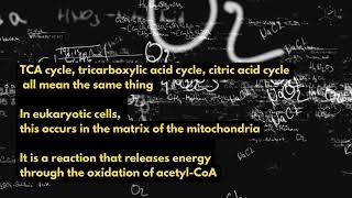 TCA Cycle Memory Song [upl. by Orimlede]