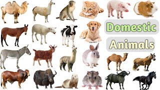 Domestic Animals Vocabulary ll 25 Domestic Animals Name In English With Pictures ll Domestic Animals [upl. by Notsa430]