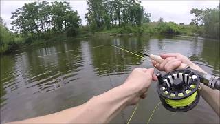 Fenwick Eagle fly rod and wade fishing [upl. by Karab]