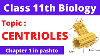 Centrioles Class 11th biology cha1 in pashto FSC part 1  Home of biology [upl. by Hannover391]