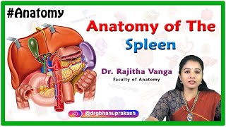 Anatomy of the spleen  Structure and function Neurovascular supply [upl. by Radburn]