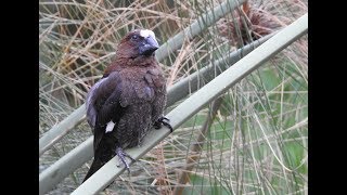 Thick Billed Weaver  filmed by Greg Morgan [upl. by Mersey]