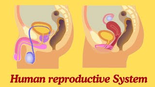 reproductive system human reproductive system class 12 [upl. by Ebert]