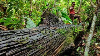 Proses Tanpa Protes Kayu ulin istimewa dari jenis paling langka  chainsaw 070 [upl. by Anasor]