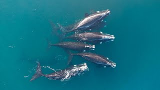 quotOs Segredos da Baleia Jubarte O Maior Caçador dos Oceanosquot [upl. by Linskey]