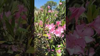 Common Spanish Mediterranean Rosebay Pink Rose color Flower Oleander Shrub Jun 2024 Andalucía España [upl. by Yanrahs]