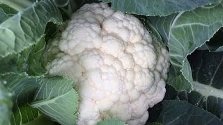 Introducing Curdivex  a new Cauliflower from Seminis [upl. by Jeannette]