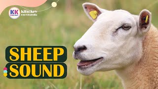 Sheep Sound Sheep baaing the sound of sheep Learn Sheep sounds Sheep Sound effect [upl. by Nauqas166]