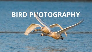 Bird Photography Heaven  Wildlife Photography [upl. by Eanwahs873]