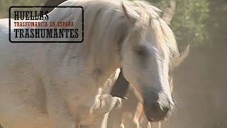 CABALLOS TRASHUMANTES DE LOS PIRINEOS La Vall Fosca [upl. by Eenitsed]