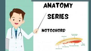 Notochord development demystified embryology anatomy mbbs viralvideo [upl. by Ettennig]