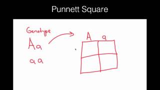 Punnett square basics [upl. by Atnoek284]