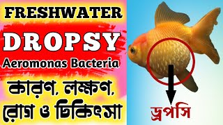 Dropsy Disease amp Treatment Explain in Bengali  Expert Aquarist [upl. by Akirdnahs283]