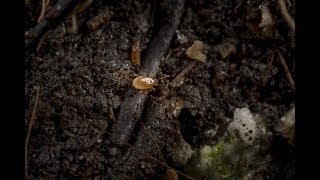 Control sciarid flies and thrips with Macromite [upl. by Zilevi361]