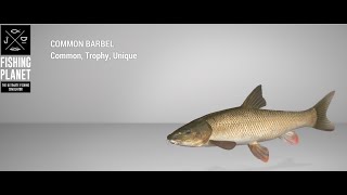 Fishing Planet  Tiber River  Unique  Common Barbel  Feeder [upl. by Ddej]