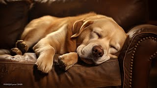 Musique Pour Dormir En 5 Minutes 💤 Pour Le Détendre Et Le Déstresser 🐶 Musique Relaxante Pour Chien [upl. by Araldo]