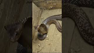 Indian Spectacled Cobra bite 😱 ytshorts cobra [upl. by Okiruy283]