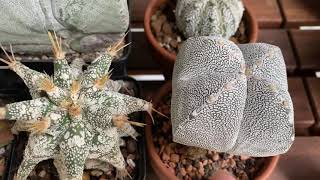 Astrophytum Myriostigma Kikko Variegated and my other Cacti 🌵 [upl. by Berman830]