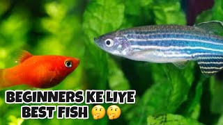 Best Fish to keep in Aquarium for Beginners [upl. by Rudolfo653]