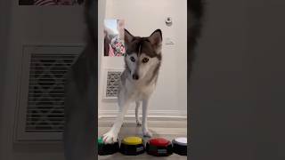 Cuando Sapphie la Pomsky hace videollamada mientras sus papás están de vacaciones 📱🐾😂 [upl. by Nonnelg]